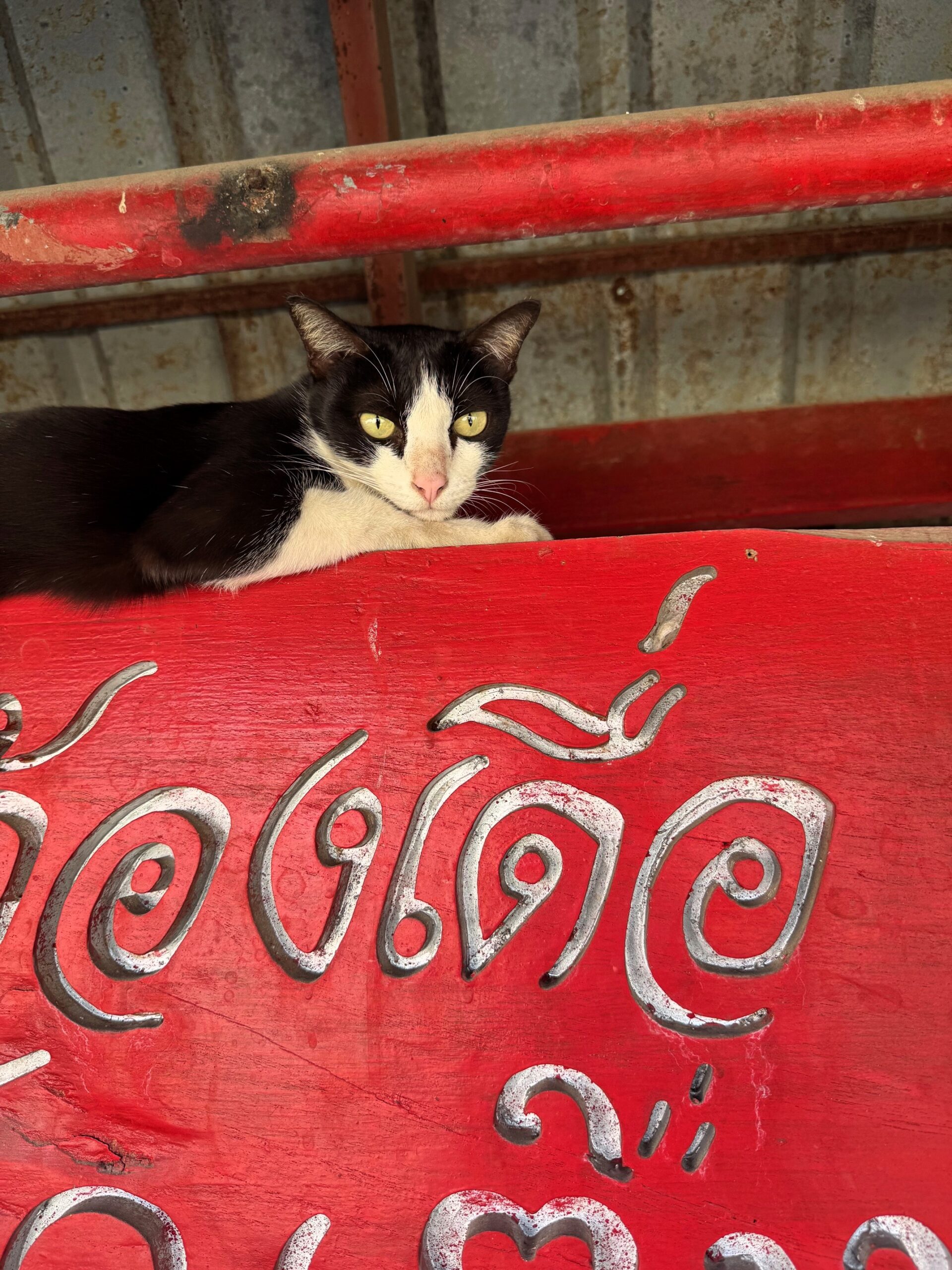 Cat on Thai sign