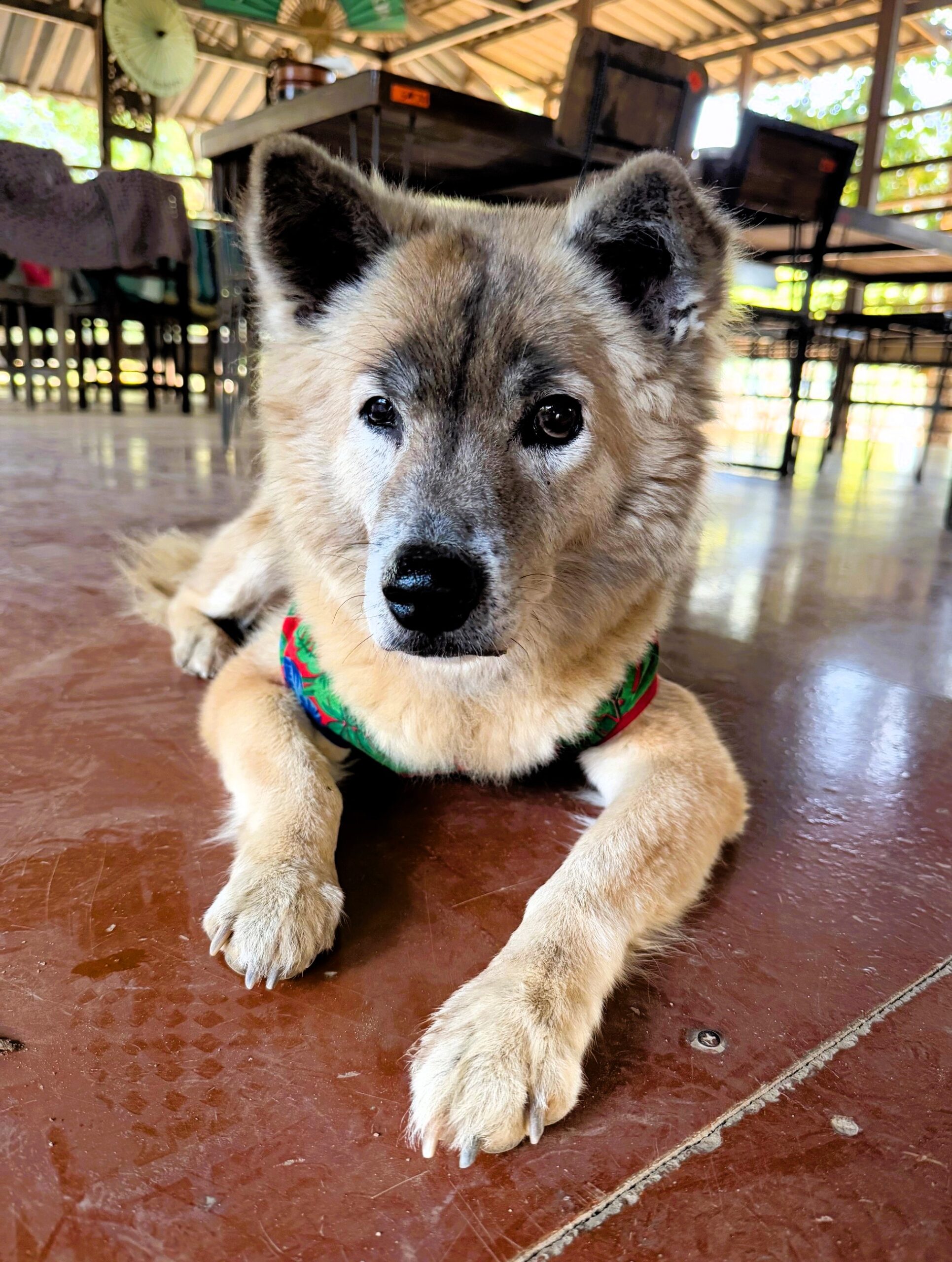 Dog laying on floor