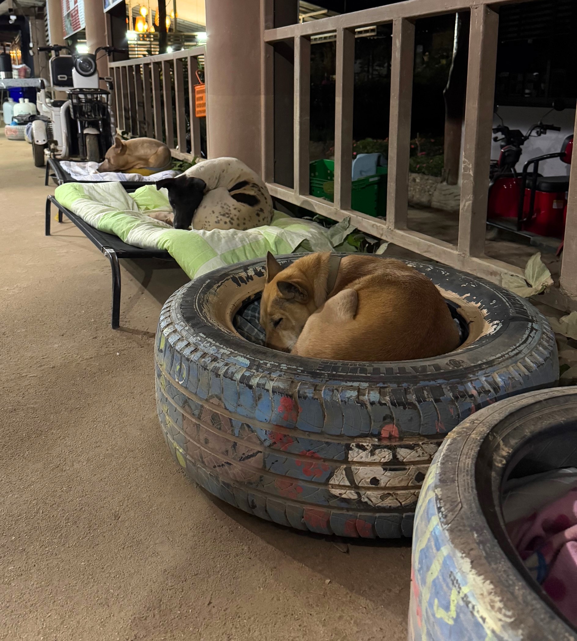 Dogs laying in tires