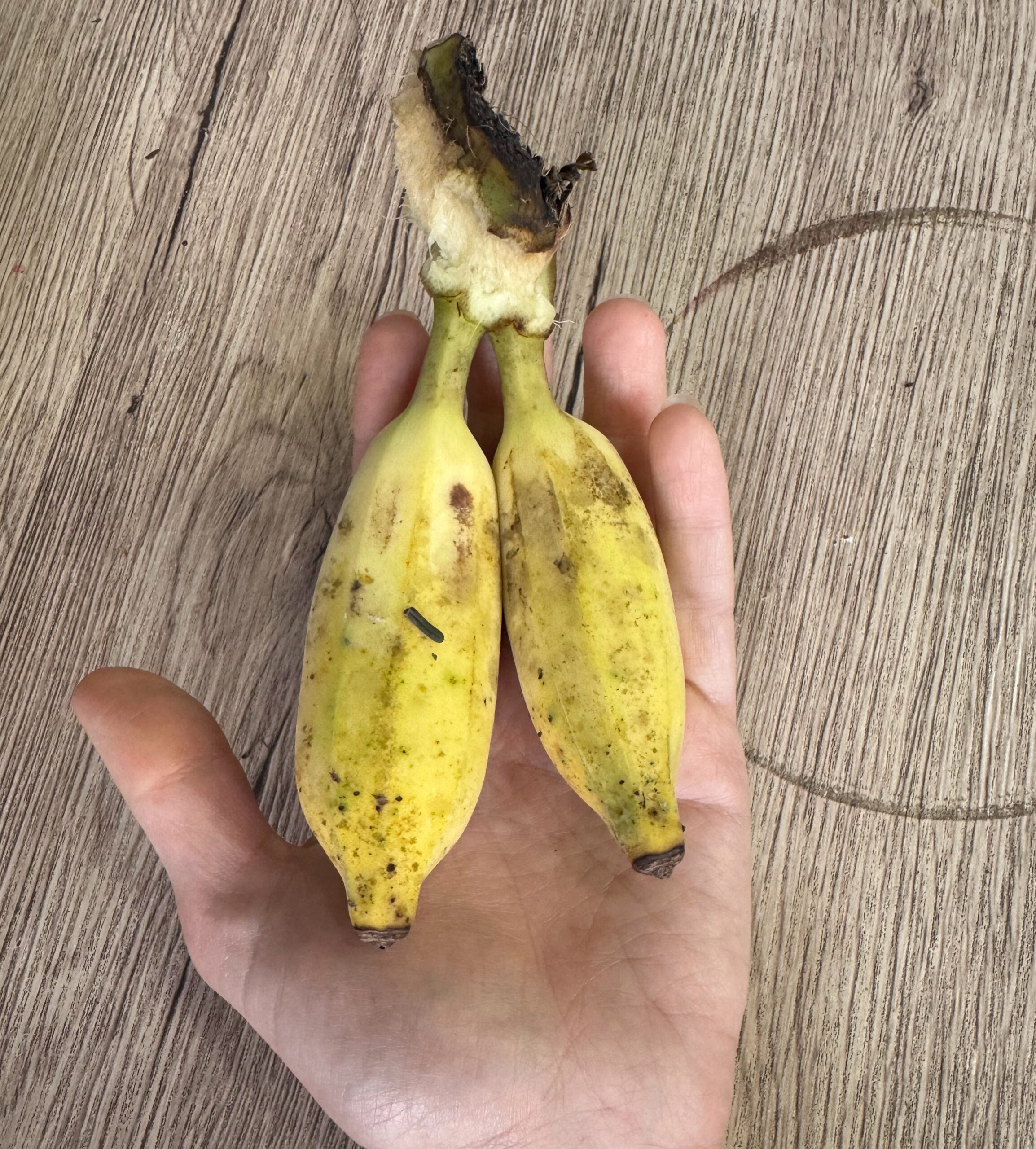 Tiny bananas held in a hand
