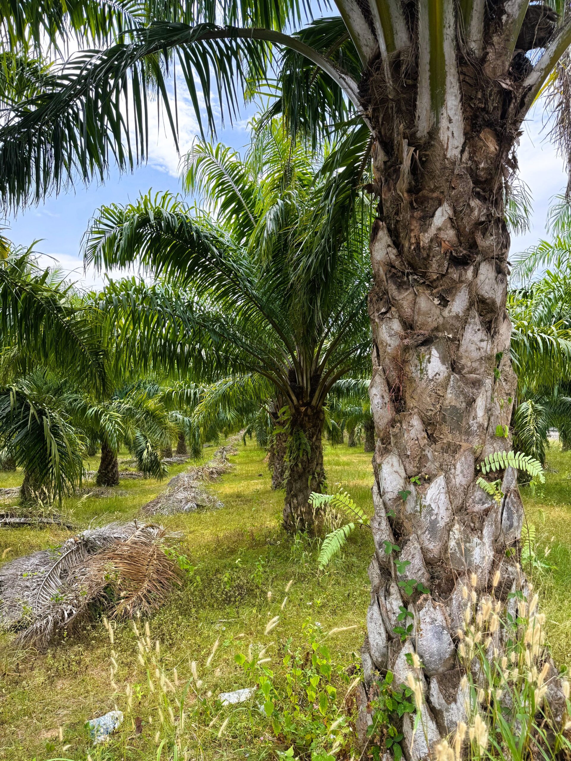 Palm oil tree plantation