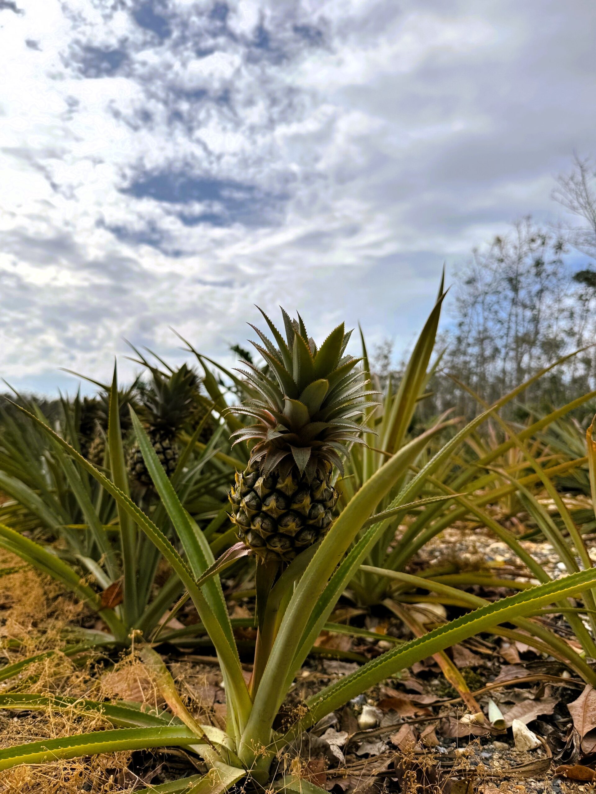 Pineapple farm