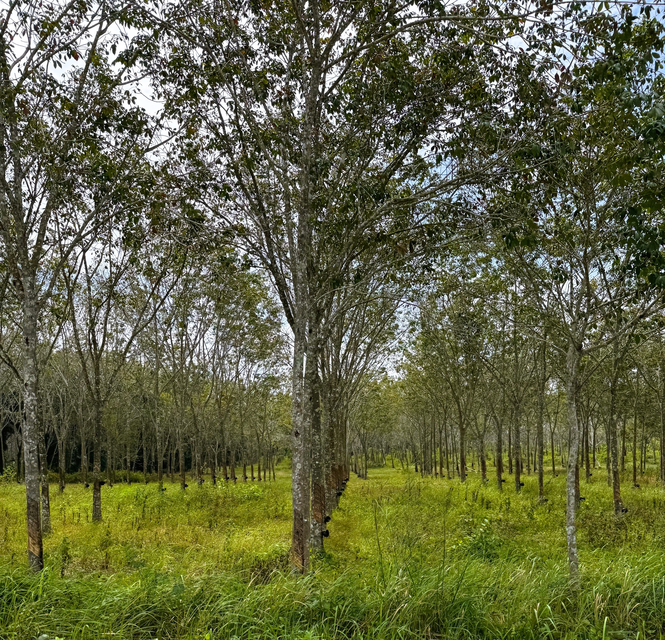 Rubber tree plantation