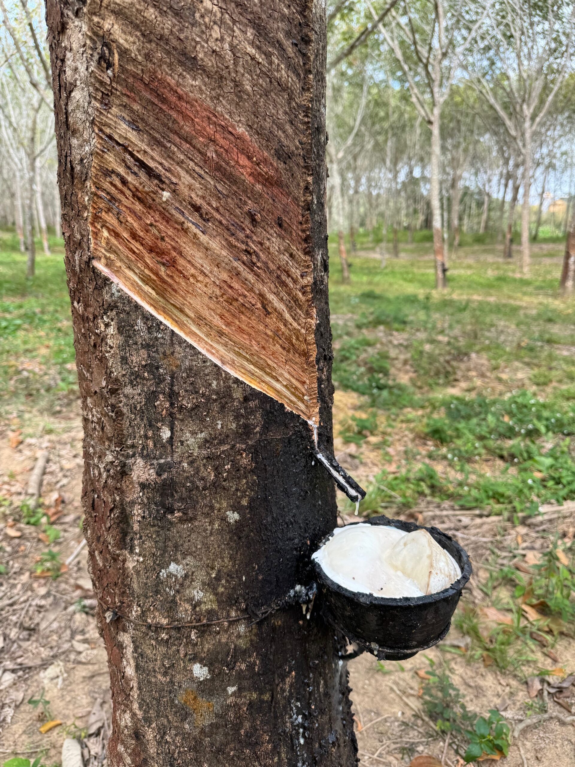 Rubber tree tapping