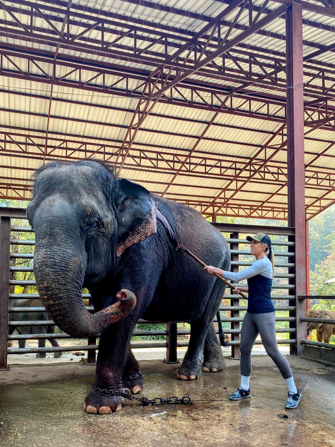 Elephant veterinarian giving hot towel massage for muscle injury