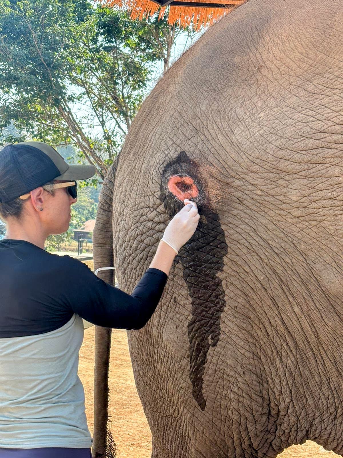 Elephant veterinarian cleaning a hip wound